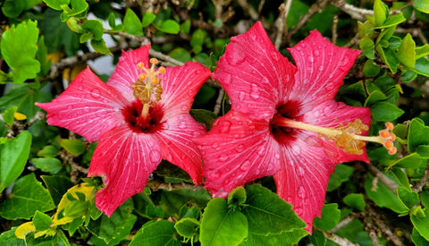 Les bienfaits de l’hibiscus : une fleur qui fait du bien