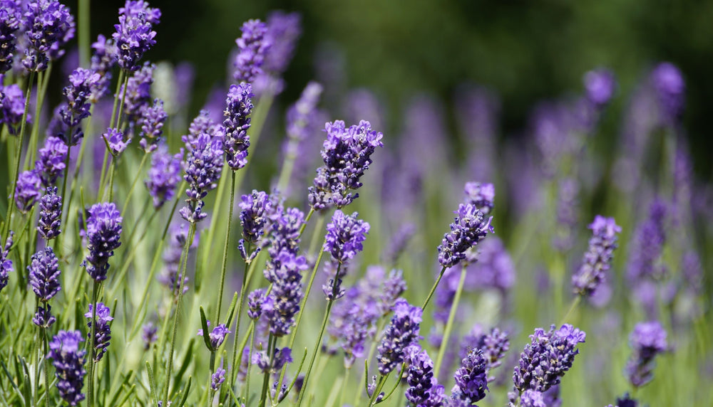 La lavande : une fleur apaisante aux mille vertus