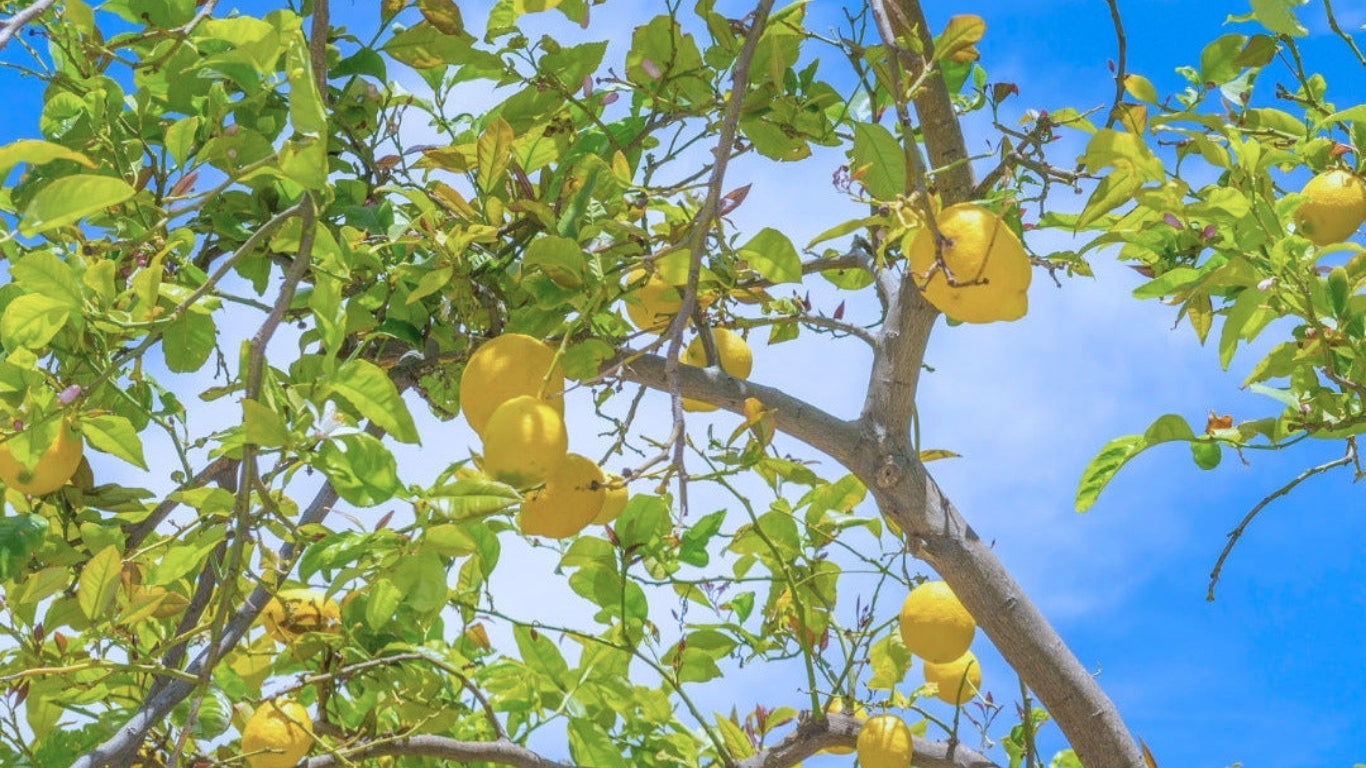 Limonades OFLORE®