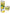 OFLORE Citron | Pack de 12